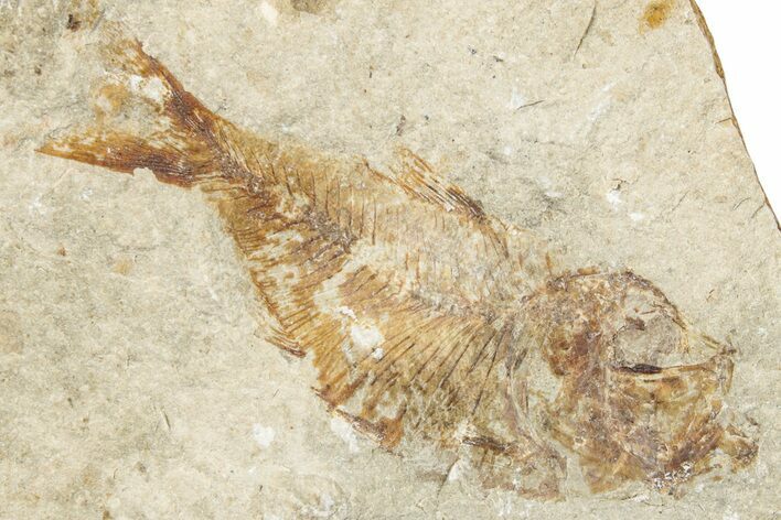 Cretaceous Fossil Fish - Lebanon #248373